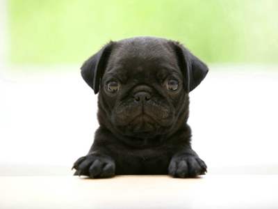 1452758083836067.jpg animal_hd_fun_animals_1920x1200_1867_3.jpg