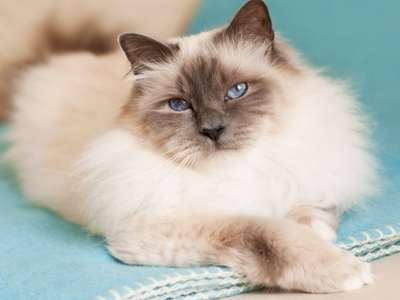 1462778716829279.jpg 伯曼猫.jpg