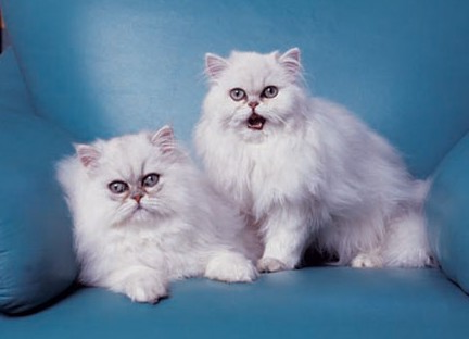 1464343546464672.jpg 金吉拉猫咪.jpg