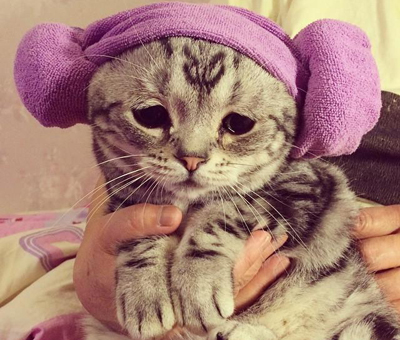 1477892056173994.jpg 猫咪3.jpg