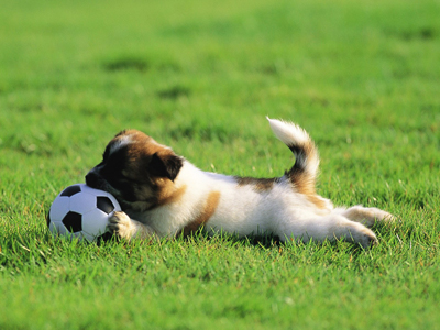 1482389379443296.jpg animal_mx069_pretty_puppies_puppy_garden_adventure_15239_18.jpg